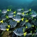 surgeonfish_razor_mos_h_0069_ecu0132.jpg